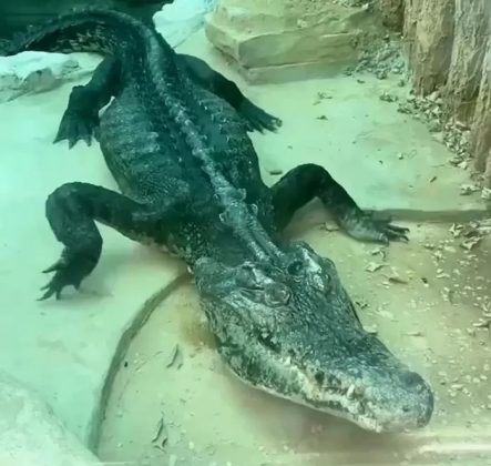 Zoológico chinês gera polêmica ao exibir crocodilo extremamente magro (Foto: Reprodução/YouTube)