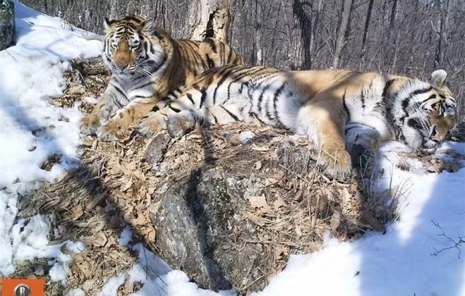 Tigre percorre 200 km para reencontrar antiga parceira de cativeiro após três anos separados (Foto: ANO WCS)