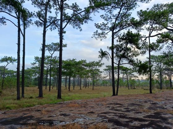 Após o incidente, o parque fechou todas as atrações e acampamentos temporariamente. A polícia local e o Departamento de Parques Nacionais iniciaram investigações sobre o ataque (Foto: Parque Nacional Phu Kradueng/Facebook)