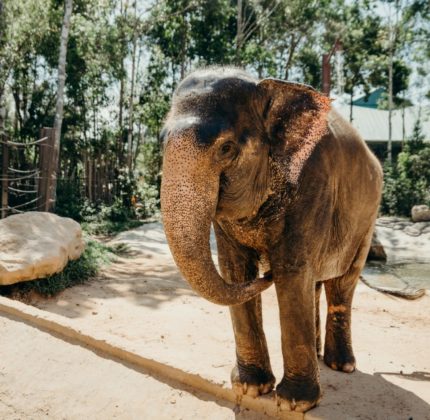 Mulher morre após ser atacada por elefante em parque na Tailândia (Foto Ilustrativa: Pexels)