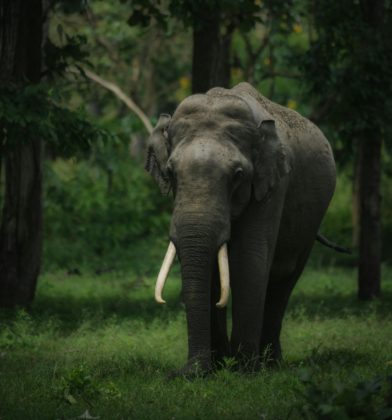 Uma mulher de 49 anos morreu após ser atacada por um elefante no Parque Nacional Phu Kradueng, na Tailândia, na quarta-feira, 11 de dezembro (Foto Ilustrativa: Pexels)