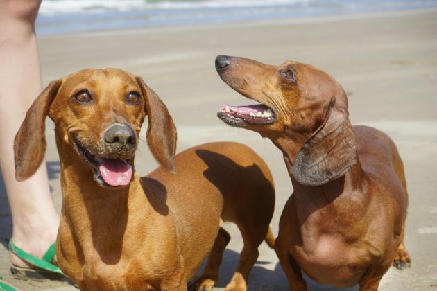 Ciúmes são comuns entre os humanos. Mas e os animais? Sentem o mesmo? (Foto: Pexels)