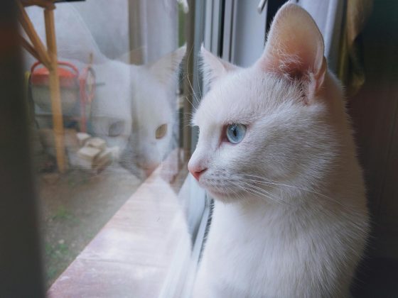 Este distúrbio pode afetar um ou ambos os ouvidos e está diretamente relacionado ao gene W (para White), que é responsável pela pelagem branca e pela cor dos olhos azuis (Foto: Pexels)