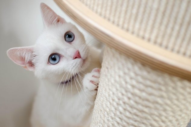 A surdez congênita hereditária em gatos é mais comum em felinos de pelagem branca, uma condição causada pela degeneração do aparelho auditivo (Foto: Pexels)