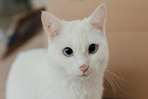 Já os gatos totalmente brancos com ambos os olhos azuis têm uma chance de 65% a 85% de desenvolverem surdez (Foto: Pexels)