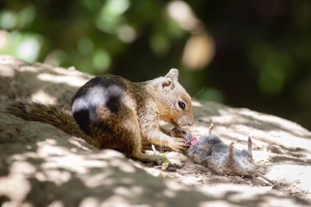 A pesquisa foi publicada no Journal of Ethology e revelou que esquilos caçam, destroem e devoram ratos, desafiando a imagem tradicional desses roedores (Foto: Sonja Wild/UC Davis)