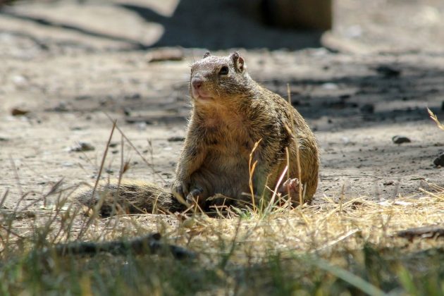 Esses animais, geralmente vistos como inofensivos e adoráveis, agora são reconhecidos como predadores (Foto: Sonja Wild/UC Davis)