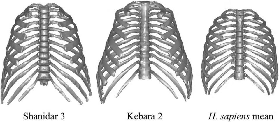 A equipe identificou uma estrutura torácica única, em formato de "sino", característica que sugere uma adaptação a climas mais frios (Foto: Journal of Human Evolution)