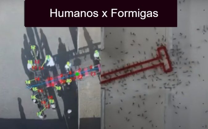 Experimento mostra formigas resolvendo labirinto de forma mais inteligente que humanos (Foto: Weizmann Institute of Science)