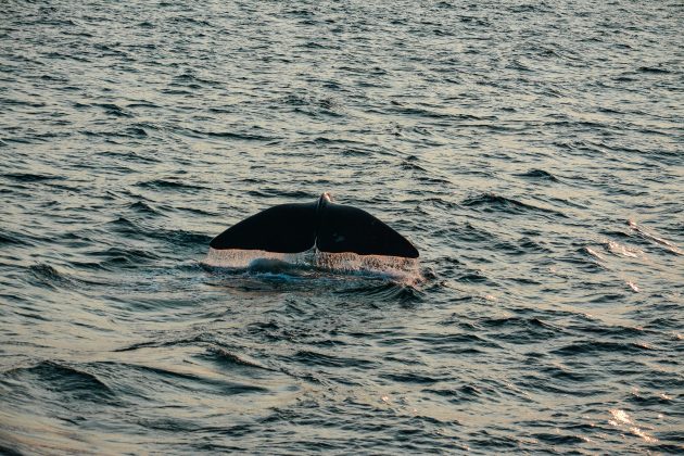 Segundo Anton van Helden, especialista em baleias de bico, o exemplar apresentava mandíbula quebrada e hematomas na cabeça e no pescoço, indicando um possível impacto fatal (Foto: Unsplash)