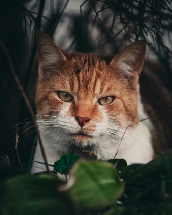 Como os machos possuem apenas um cromossomo X, basta herdarem a forma alterada do gene Orange para apresentarem a coloração (Foto: Unsplash)