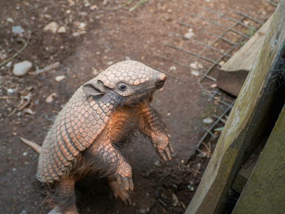 O tatu-canastra, a maior espécie de tatu, pode atingir impressionantes 1,8 metro de comprimento e pesar até 80 quilos em cativeiro (Foto: Unsplash)