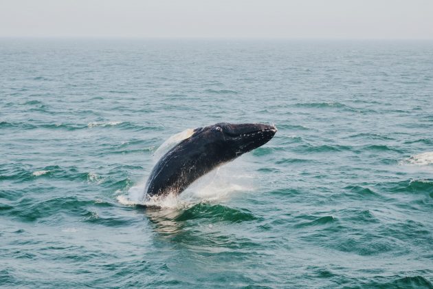 Com cinco metros de comprimento, o macho foi encontrado em julho na Ilha Sul da Nova Zelândia (Foto: Unsplash)