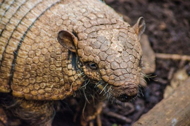 Os tatus, mamíferos nativos da América do Sul, são conhecidos por sua armadura natural e hábitos peculiares (Foto: Unsplash)