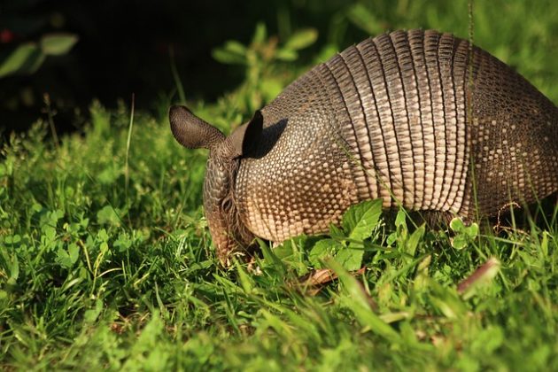 Mamíferos únicos surpreendem com hábitos e características inusitadas (Foto: Unsplash)