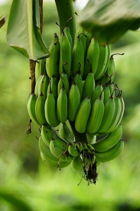 "Este isótopo é naturalmente radioativo, mas sua quantidade nas bananas é tão pequena que não representa risco à saúde." (Imagem: pixabay)