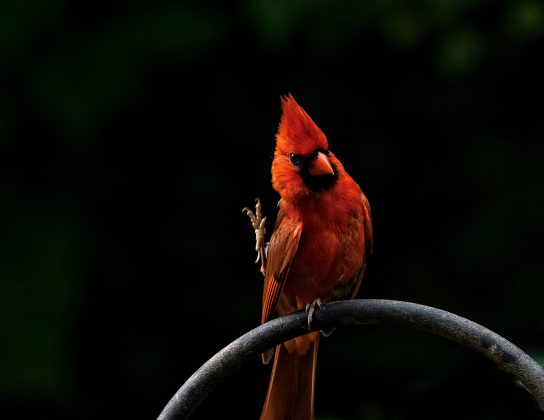 No entanto, um estudo publicado na revista Science aponta que uma única mutação no vírus poderia mudar esse cenário (Foto: Unsplash)