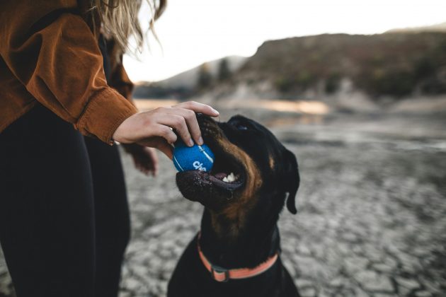 Pesquisadores observam que os cães são capazes de formar frases com botões, mostrando que suas interações não são aleatórias (Foto: Unsplash)