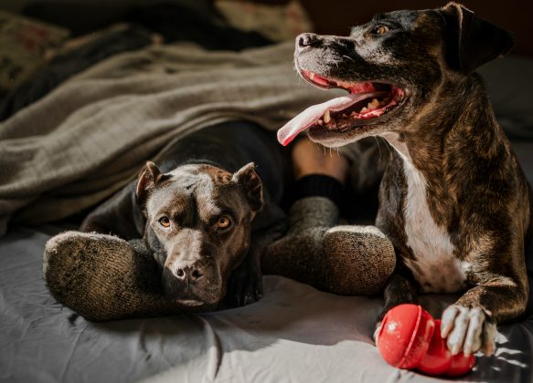 Recentemente, uma inteligência artificial foi capaz de interpretar latidos de cães (Foto: Unsplash)