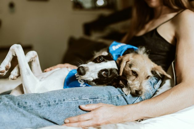 Descobertas no Alasca sugerem convivência precoce e possível domesticação canina (Foto: Unsplash)