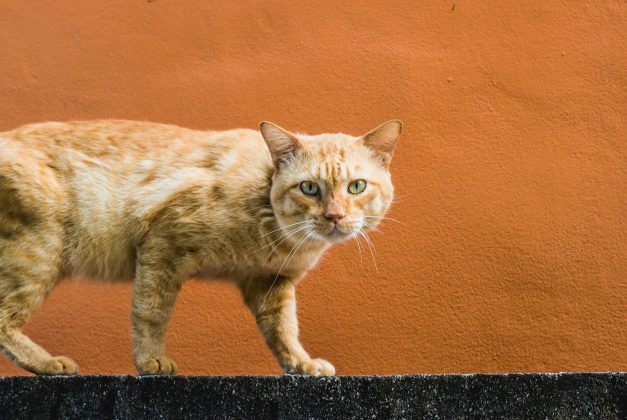 O apelidado "gene Orange" não altera diretamente a proteína que ele produz, mas modifica o momento e o local em que ela é ativada no corpo do gato, resultando na característica tonalidade (Foto: Unsplash)