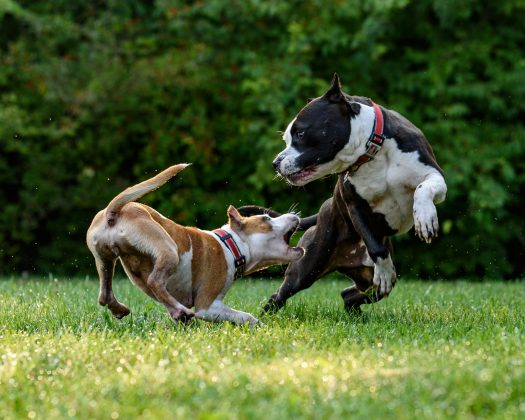 Durante 21 meses, 152 cães participaram de um estudo, realizando mais de 260 mil pressionamentos de botões, dos quais 195 mil foram feitos independentemente pelos animais (Foto: Unsplash)