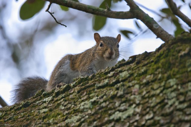 As evidências foram obtidas por meio de vídeos, fotografias e observações diretas em um parque regional (Foto: Unsplash)