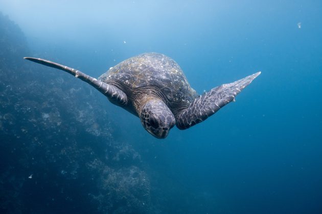 A loja americana Aqua Terra, especializada em animais exóticos, ganhou destaque na internet após compartilhar vídeos de uma tartaruga bicefálica, um animal raro que tem intrigado tanto curiosos quanto especialistas (Foto: Unsplash)