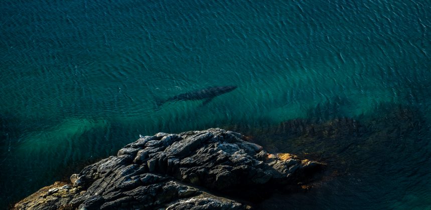 Contrariando as estimativas anteriores, cientistas descobriram que a baleia-franca-austral pode alcançar uma expectativa de vida superior a 150 anos, praticamente o dobro do que se acreditava anteriormente (Foto: Unsplash)