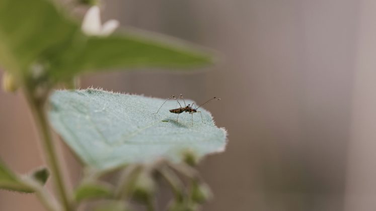 Apenas no primeiro semestre deste ano, foram registrados 473 casos de dengue no Reino Unido, mais que o triplo do mesmo período em 2023 (Foto: Unsplash)