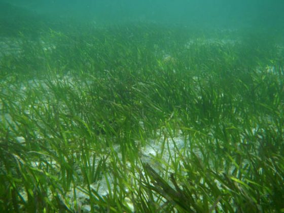 Zostera marina é uma espécie de planta com flor pertencente à família Zosteraceae. (Foto: iStock)