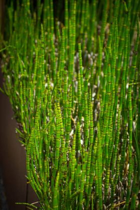 De acordo com o estudo, publicado na revista Nature Ecology and Evolution, a planta possui cerca de 1.400 anos de idade, e é uma espécie de um clone das ervas marinhas encontrados no Mar Báltico atualmente. (Foto: iStock)