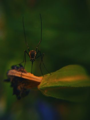 . Além disso, oito casos de zika foram relatados no mesmo período, enquanto a malária contabilizou 753 ocorrências (Foto: Unsplash)