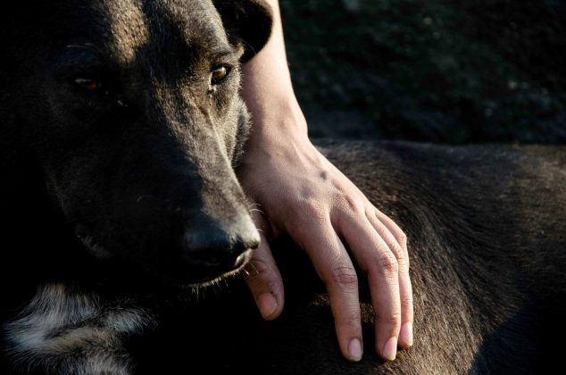 Um hábito que sugere dependência de humanos para alimentação e indícios de domesticação (Foto: Unsplash)