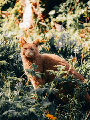 Pesquisadores identificam o gene responsável pela tonalidade única (Foto: Unspalsh)