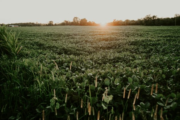 Embora o estudo tenha sido realizado em camundongos, os pesquisadores acreditam que os resultados podem abrir caminho para tratamentos futuros em humanos (Foto: Unsplash)