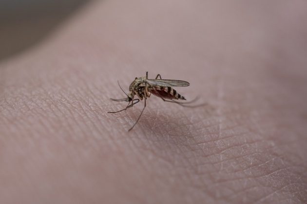 "Os mosquitos são os animais responsáveis pela maior quantidade de mortes humanas no planeta." (Imagem: pixabay)