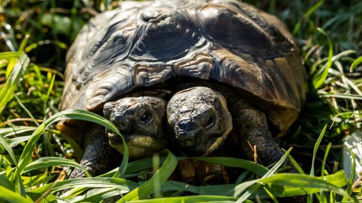 Em outra publicação, a loja promoveu uma enquete para nomear as duas cabeças do animal. O público escolheu “Barf e Belch”, em referência a um dragão bicéfalo da animação Como Treinar o Seu Dragão, com mais de 83 mil curtidas (Foto: Instagram)