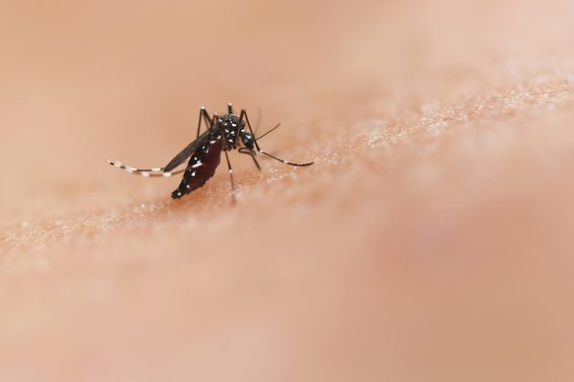 Este ano, o Brasil lidera em casos de dengue e enfrentou o primeiro registro de óbitos por febre oropouche, com surtos concentrados nas regiões Norte e Nordeste (Foto: Unsplash)