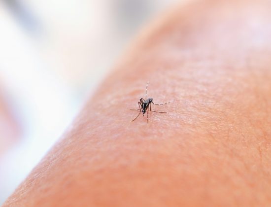 Entre as ameaças destacadas, estão a dengue, a zika, a malária e a febre oropouche, esta última sendo motivo de preocupação crescente na América Latina (Foto: Unsplash)