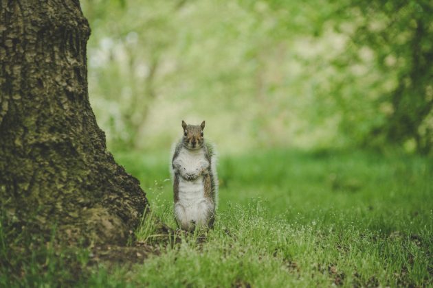 O comportamento carnívoro atingiu seu ápice no início de julho, coincidindo com um aumento na população de ratazanas no local (Foto: Unsplash)