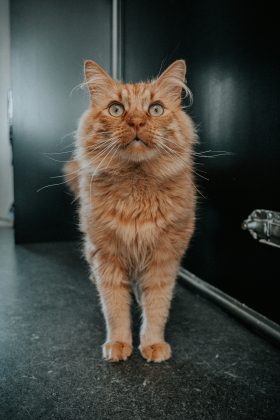 Um estudo realizado pela Universidade de Sydney, na Austrália, trouxe novas descobertas sobre o que determina a pelagem laranja em gatos (Foto: Unsplash)