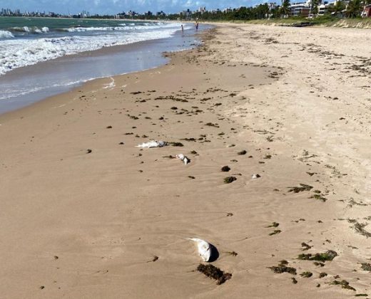 Mistério: Centena de peixes aparecem mortos em praias de João Pessoa (Foto: Instagram)