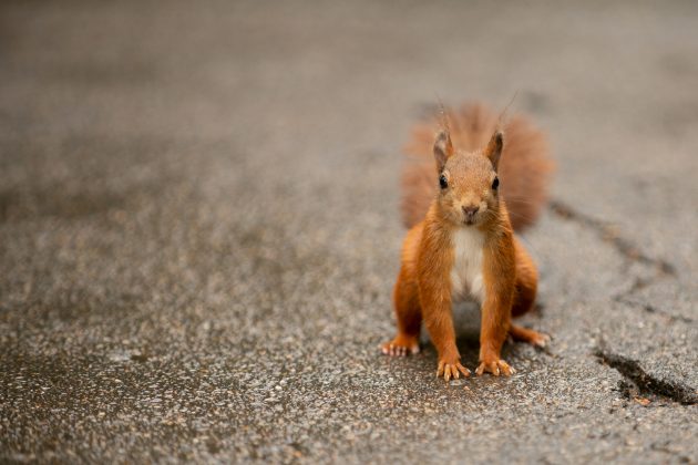 O estudo, publicado no Journal of Ethology, documentou esquilos na Califórnia caçando e se alimentando de ratazanas, algo inédito na ciência (Foto: Unsplash)