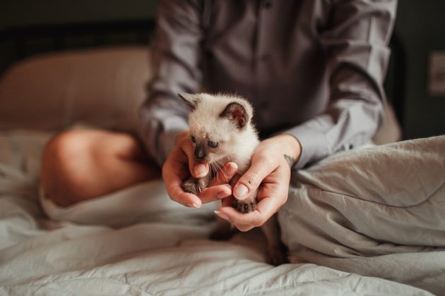 Além disso, alegou que as discussões por causa do animal geravam trocas de insultos entre o casal (Foto: Pexels)