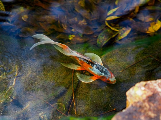 Para espécies como o peixe-zebra, o momento da eclosão é crucial. Esses animais preferem nascer nas primeiras horas da manhã, aproveitando a luz do sol (Foto: Unsplash)