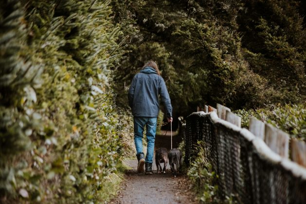 Análises químicas revelaram que os animais tinham uma dieta incomum para a época, consumindo salmão com frequência (Foto: Unsplash)