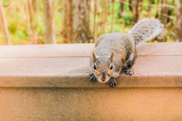 Esquilos são amplamente conhecidos por sua preferência por nozes e sementes, mas uma pesquisa conduzida pela University of California - Davis revelou um comportamento inesperado: eles também podem ser predadores (Foto: Unsplash)