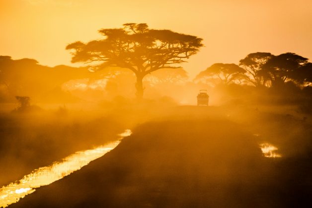 Os cientistas acreditam que esses ancestrais evoluíram na Europa antes de migrar para a África entre nove e sete milhões de anos atrás, possivelmente devido a mudanças climáticas (Foto: Unsplash)