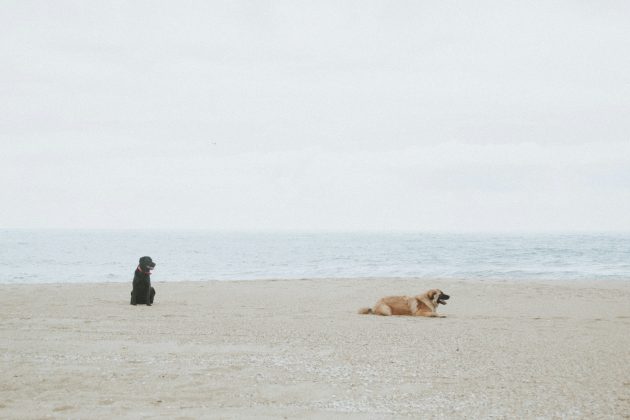 O relatório publicado na revista Scientific Reports destaca que os movimentos dos cães não são meras imitações de ações humanas, mas sim respostas deliberadas às suas próprias necessidades e desejos (Foto: Unsplash)